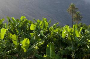a group of green plants with a body of water in the background at Hotel Playa Calera in Valle Gran Rey