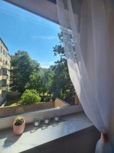 una ventana con una cortina blanca en el alféizar de la ventana en Sweet Home & Sweet Cats & Fast internet en Breslavia
