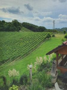 una vista de un viñedo con un campo verde en Turistično - Izletniška kmetija Žerjav en Brežice