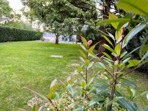 a plant in a yard with a field of grass at Budapest Airport Smiley House in Gyál