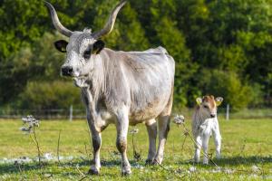 Zvířata v hotelu nebo okolí + 46 fotografií