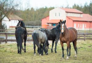 Άλλα ζώα σε αυτό το ξενοδοχείο ή στη γύρω περιοχή +44 φωτογραφίες