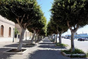 a row of trees on a street next to a building at marefuori in Trapani