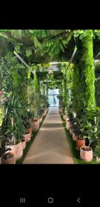 a hallway of potted plants in a greenhouse at Orbi Sea Towers in Batumi