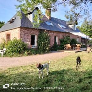 dois cães de pé na relva em frente a uma casa em Une chambre dans la verdure em Bordeaux-Saint-Clair
