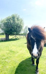 Hooglede的住宿－Fluwine，站在田野上的棕色和白色马