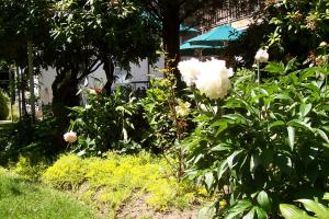a garden with white flowers and an umbrella at Arbor View House Bed and Breakfast in East Marion