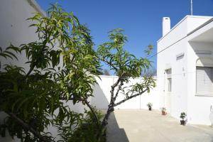 een boom voor een wit gebouw bij Casa Maria Sofia in Casalabate