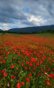 un campo lleno de flores rojas en un campo en Agroturismo Biltegi Etxea, 