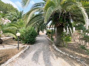 a road with a palm tree in a garden w obiekcie Villa Aeneas - Lacona w mieście Lacona
