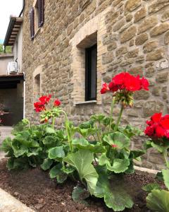 Zahrada ubytování Agriturismo Tra Le Colline