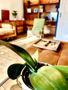 a green plant sitting on a table in a living room at #MirrorSands in Blythe