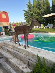 The swimming pool at or close to Cabañas Buenache