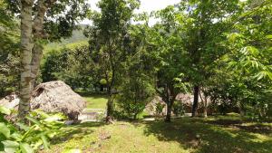 a group of trees with a thatch roof at El Retiro Lanquin in Lanquín