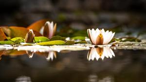 a group of water lilies on top of the water at Hotel i Restauracja Czarny Kos in Borkowo