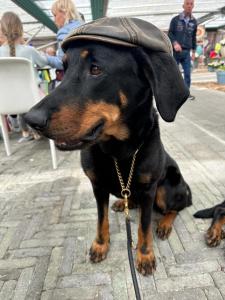 Domácí mazlíčci ubytovaní s hosty v ubytování URLAUB mit HUND -Ferienwohnung "AhriBella"-