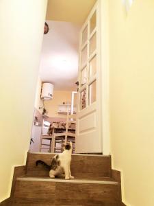 un gato sentado en las escaleras delante de una puerta en Vilin konjic en Arilje