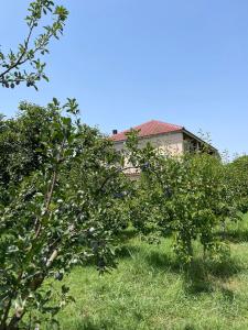 twee appelbomen voor een huis bij Villa Mance in Berat