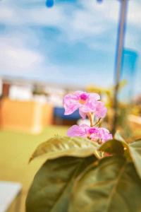 a pink flower sitting on top of a green plant at Casa de la Cruz in Cartagena de Indias