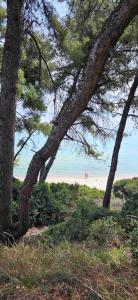 een groep bomen met een strand op de achtergrond bij Sunny Seaside Villa-90 m from beach in Kriopigi