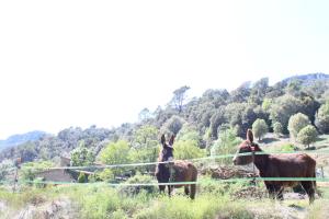 dos burros parados en un campo junto a una valla en Bed and Breakfast Casanova de Sant Miquel, en Aiguafreda