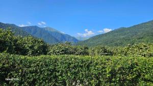 にあるGuest house Lagodehkiの山を背景にした茶畑の景色