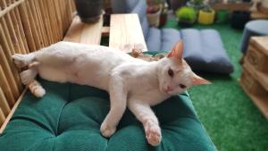 a white cat laying on a green couch at Bahay ni Asik - Homestay near SM City in Davao City