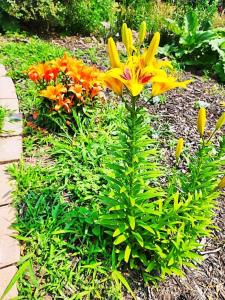 a yellow flower in a garden with other flowers at Cozy Victorian w/4-Car Garage! in Omaha