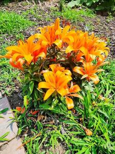 a bunch of orange flowers in the grass at Cozy Victorian w/4-Car Garage! in Omaha
