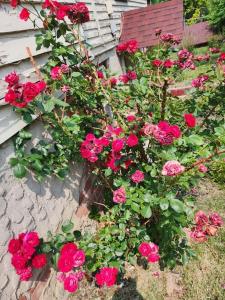 un montón de rosas rojas creciendo junto a una casa en Cozy Victorian w/4-Car Garage! en Omaha