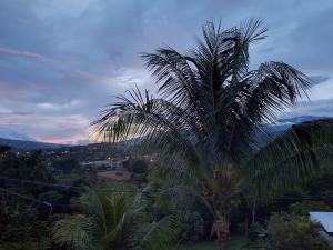 uma palmeira sentada no topo de uma colina em Victoria House-Sun View Hostel em San Isidro