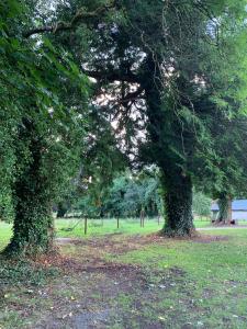 dos grandes árboles en un parque con césped en The Nurseries, en Boyle
