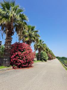 una strada con palme e una fila di cespugli rosa di Casa Solaris a SantʼAndrea Apostolo dello Ionio