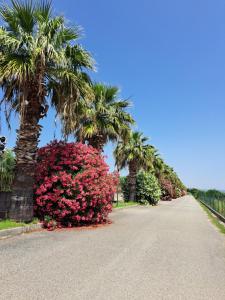 a road with palm trees and a row of pink bushes at Casa Solaris in SantʼAndrea Apostolo dello Ionio