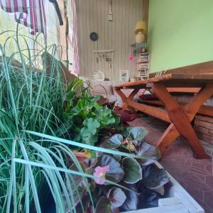 Zahrada ubytování Agrogospodarstwo HALINA ŁUC