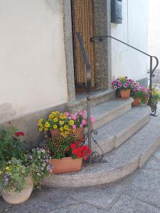 un grupo de flores en macetas en las escaleras de un edificio en Trattoria Bar Pace en Re