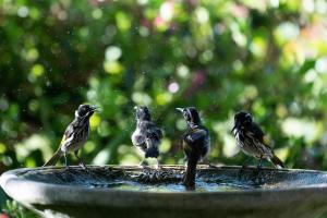 a group of birds standing on top of a bird bath at Noble River Estate in Dwellingup