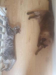 two cats laying on a wooden floor at White Hart Lane walking distance Tottenham Hotspur Stadium in London