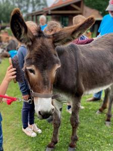 a child is petting a donkey on a leash at De Kleppe in Everbeek