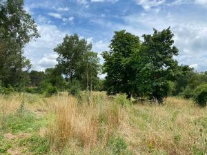 a field of tall grass with trees in the background at Zen Experience including Yoga & Healthy food in Ladern-sur-Lauquet +5 photos