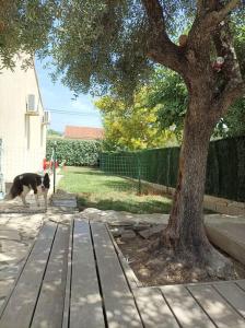 um cão a passear numa mesa de piquenique ao lado de uma árvore em Villa avec piscine privée proche Bandol/Beausset em Le Beausset