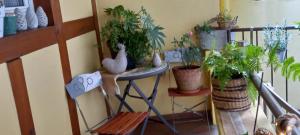 un tavolo con un mucchio di piante in vaso di S'gleina Gleck, in the heart of a wine city, Charmant Studio 1 pièce et 1 salle de bain a Kaysersberg