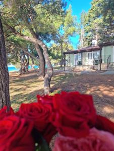 Un mucchio di rose rosse davanti a un albero. di Family Bungalow Pineta a Novigrad Istria