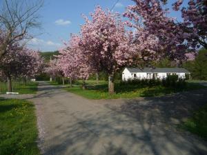 a road lined with trees with pink flowers at Le Brissoneau Rendeux in Rendeux