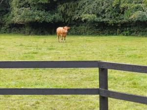 a brown cow standing in a field next to a fence at Lara, Maynooth W23P9H6 in Maynooth