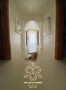 a dog laying on the floor in a room at uma casa em entradas guesthouse in Entradas