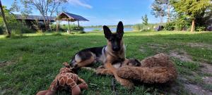 a dog laying in the grass with two stuffed animals at Vigio Brasta camping in Elektrėnai