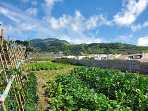 a vegetable garden with mountains in the background at Pousada da Vila in Vila Franca do Campo