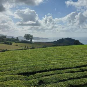 a field of green grass with a tree in the distance at Pousada da Vila in Vila Franca do Campo