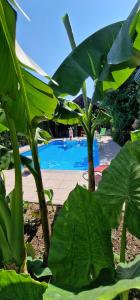 a large green plant with a pool in the background at APARTMAN MURKO S-1 